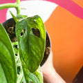 Variegated Monkey Mask - Monstera adansonii variegata 'Aurea' - Sprouts of Bristol