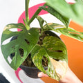 Variegated Monkey Mask - Monstera adansonii variegata 'Aurea' - Sprouts of Bristol