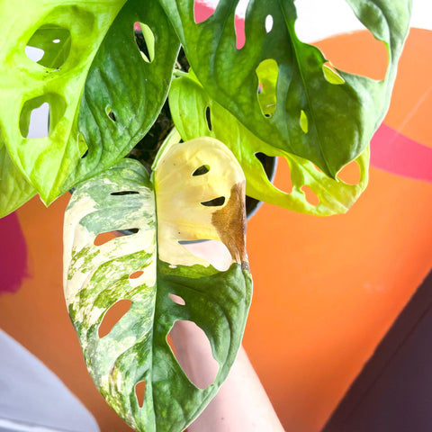 Variegated Monkey Mask - Monstera adansonii variegata 'Aurea' - Sprouts of Bristol
