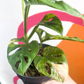 Variegated Monkey Mask - Monstera adansonii variegata 'Aurea' - Sprouts of Bristol