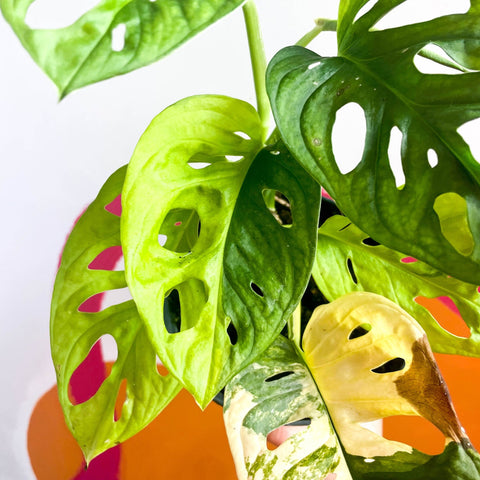 Variegated Monkey Mask - Monstera adansonii variegata 'Aurea' - Sprouts of Bristol