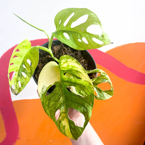 Variegated Monkey Mask - Monstera adansonii variegata 'Aurea' - Sprouts of Bristol