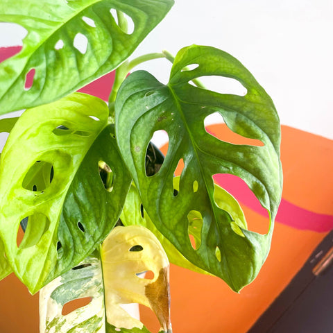 Variegated Monkey Mask - Monstera adansonii variegata 'Aurea' - Sprouts of Bristol