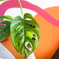Variegated Monkey Mask - Monstera adansonii variegata 'Aurea' - Sprouts of Bristol