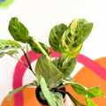 Variegated Rabbit's Foot Prayer Plant - Maranta leuconeura ‘Fiesta’ - Sprouts of Bristol