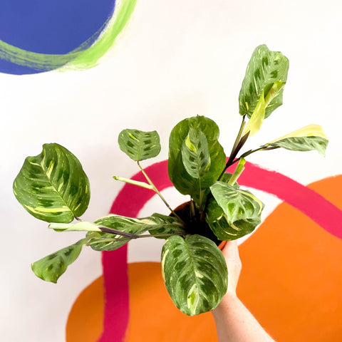 Variegated Rabbit's Foot Prayer Plant - Maranta leuconeura ‘Fiesta’ - Sprouts of Bristol