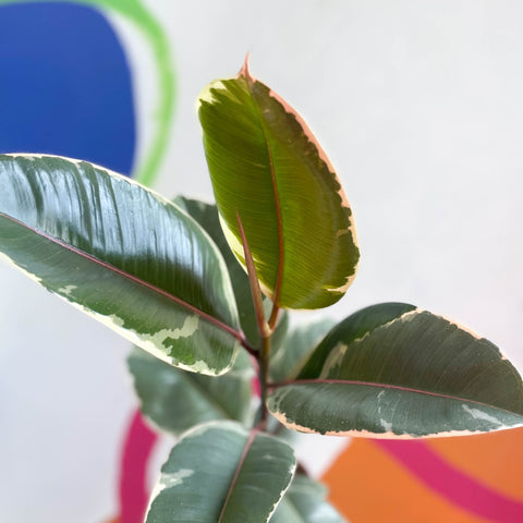 Variegated Rubber Tree - Ficus elastica 'Tineke' - Sprouts of Bristol