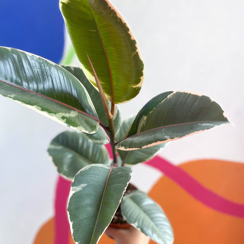 Variegated Rubber Tree - Ficus elastica 'Tineke' - Sprouts of Bristol