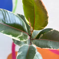 Variegated Rubber Tree - Ficus elastica 'Tineke' - Sprouts of Bristol