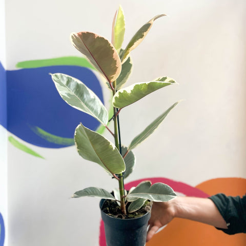 Variegated Rubber Tree - Ficus elastica 'Tineke' - Sprouts of Bristol