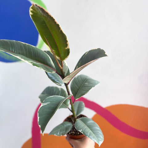 Variegated Rubber Tree - Ficus elastica 'Tineke' - Sprouts of Bristol
