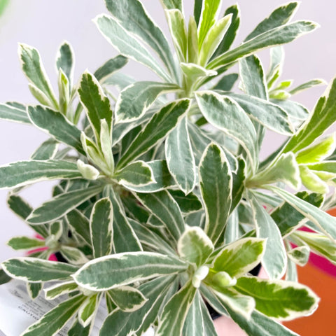 Variegated Spurge - Euphorbia characias 'Silver Edge' - Evergreen Perennial - Sprouts of Bristol
