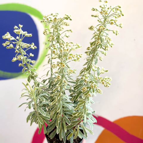 Variegated Spurge - Euphorbia characias 'Silver Swan' - Evergreen Perennial - Sprouts of Bristol