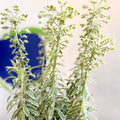 Variegated Spurge - Euphorbia characias 'Silver Swan' - Evergreen Perennial - Sprouts of Bristol