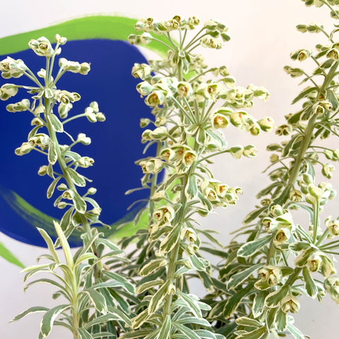 Variegated Spurge - Euphorbia characias 'Silver Swan' - Evergreen Perennial - Sprouts of Bristol