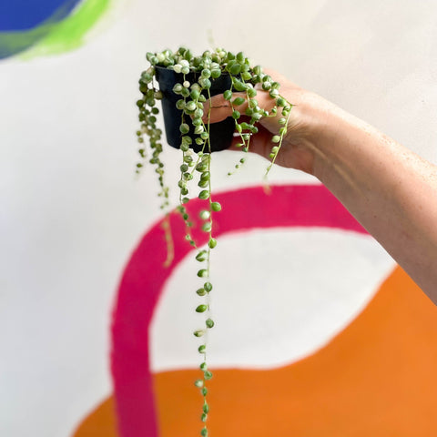 Variegated String of Pearls / Tears - Senecio rowleyanus 'Variegata' - Sprouts of Bristol