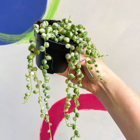 Variegated String of Pearls / Tears - Senecio rowleyanus 'Variegata' - Sprouts of Bristol