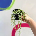 Variegated String of Pearls / Tears - Senecio rowleyanus 'Variegata' - Sprouts of Bristol