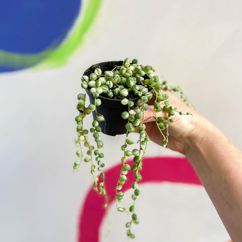Variegated String of Pearls / Tears - Senecio rowleyanus 'Variegata' - Sprouts of Bristol