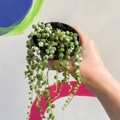 Variegated String of Pearls / Tears - Senecio rowleyanus 'Variegata' - Sprouts of Bristol