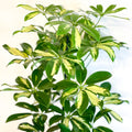 Variegated Umbrella Plant - Schefflera - Sprouts of Bristol