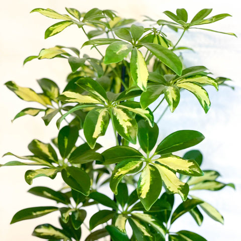 Variegated Umbrella Plant - Schefflera - Sprouts of Bristol