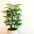 Variegated Umbrella Plant - Schefflera - Sprouts of Bristol