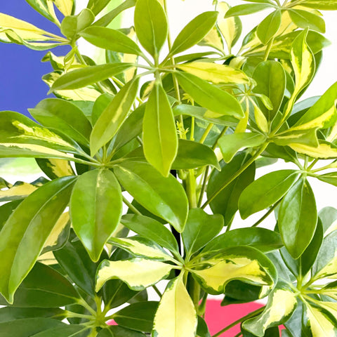 Variegated Umbrella Plant - Schefflera - Sprouts of Bristol