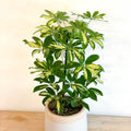 Variegated Umbrella Plant - Schefflera - Sprouts of Bristol