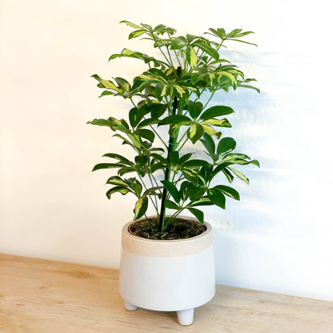 Variegated Umbrella Plant - Schefflera - Sprouts of Bristol