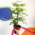 Variegated Umbrella Plant - Schefflera - Sprouts of Bristol