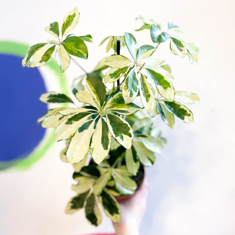 Variegated Umbrella Plant - Schefflera arboricola 'Charlotte' - Sprouts of Bristol