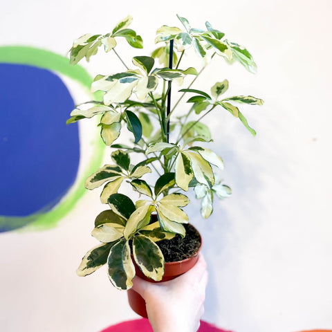 Variegated Umbrella Plant - Schefflera arboricola 'Charlotte' - Sprouts of Bristol