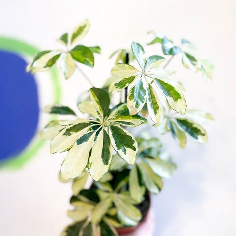 Variegated Umbrella Plant - Schefflera arboricola 'Charlotte' - Sprouts of Bristol