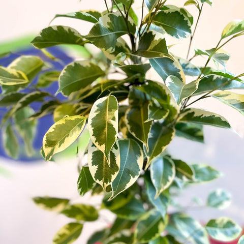 Variegated Weeping Fig - Ficus benjamina ‘Samantha’ - Sprouts of Bristol