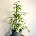 Variegated Weeping Fig - Ficus benjamina 'Variegata' - Sprouts of Bristol