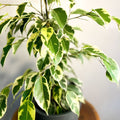 Variegated Weeping Fig - Ficus benjamina 'Variegata' - Sprouts of Bristol