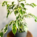 Variegated Weeping Fig - Ficus benjamina 'Variegata' - Sprouts of Bristol