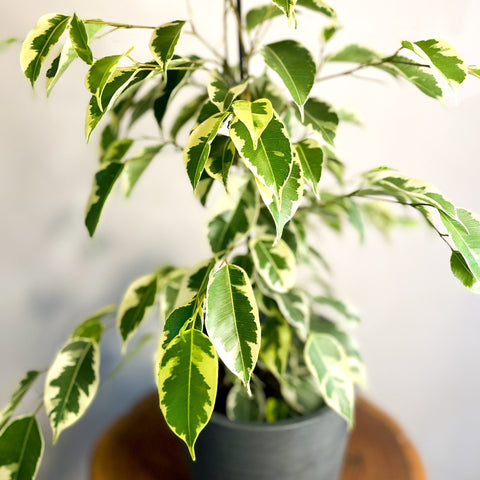 Variegated Weeping Fig - Ficus benjamina 'Variegata' - Sprouts of Bristol