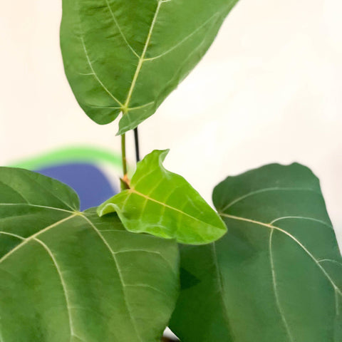 Velvet Leaf Fig Tree - Ficus auriculata 'Everest' - Sprouts of Bristol