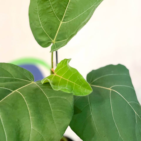 Velvet Leaf Fig Tree - Ficus auriculata 'Everest' - Sprouts of Bristol