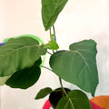 Velvet Leaf Fig Tree - Ficus auriculata 'Everest' - Sprouts of Bristol