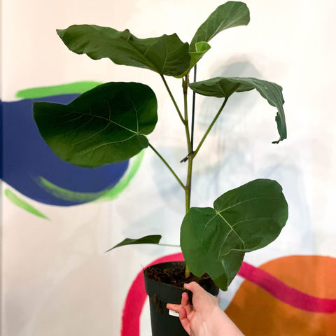 Velvet Leaf Fig Tree - Ficus auriculata 'Everest' - Sprouts of Bristol