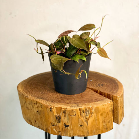 Velvet Leaf Philodendron - Philodendron scandens 'Micans' - Sprouts of Bristol