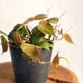 Velvet Leaf Philodendron - Philodendron scandens 'Micans' - Sprouts of Bristol