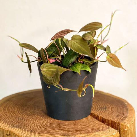 Velvet Leaf Philodendron - Philodendron scandens 'Micans' - Sprouts of Bristol