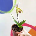 Venus Slipper Orchid - Paphiopedilum - Sprouts of Bristol