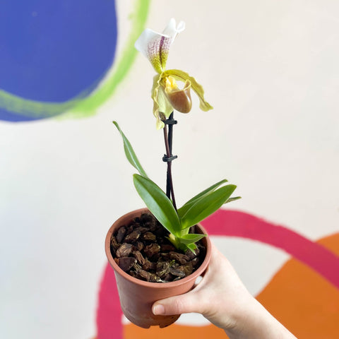 Venus Slipper Orchid - Paphiopedilum - Sprouts of Bristol