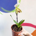 Venus Slipper Orchid - Paphiopedilum - Sprouts of Bristol