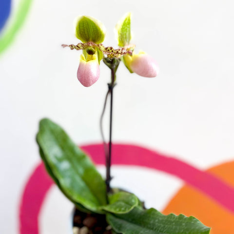 Venus Slipper Orchid - Paphiopedilum 'Pinocchio' - Sprouts of Bristol